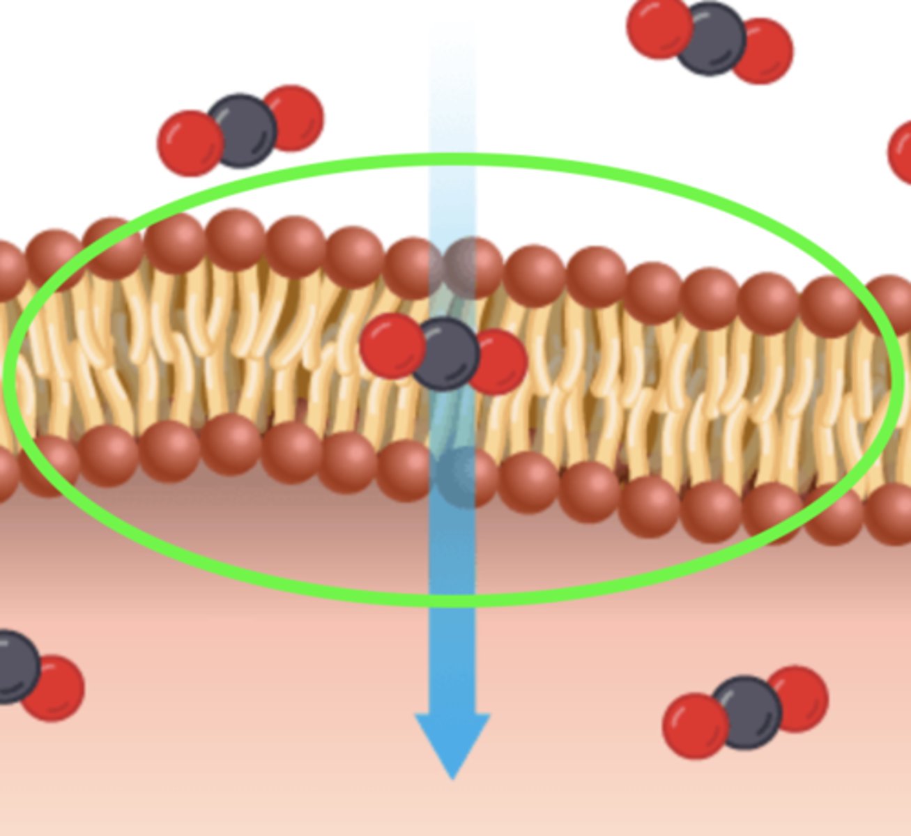 <p>a thin sheet of tissue or layer of cells acting as a boundary, lining, or partition in an organism.</p>