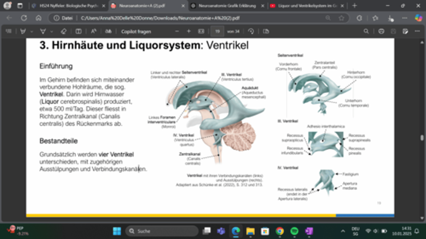 <p>Recessus supraopticus</p><p>recessus infundibularis</p><p>adhesio interthalamica</p><p>recessus sprapinealis</p><p>recessus pinealis</p>
