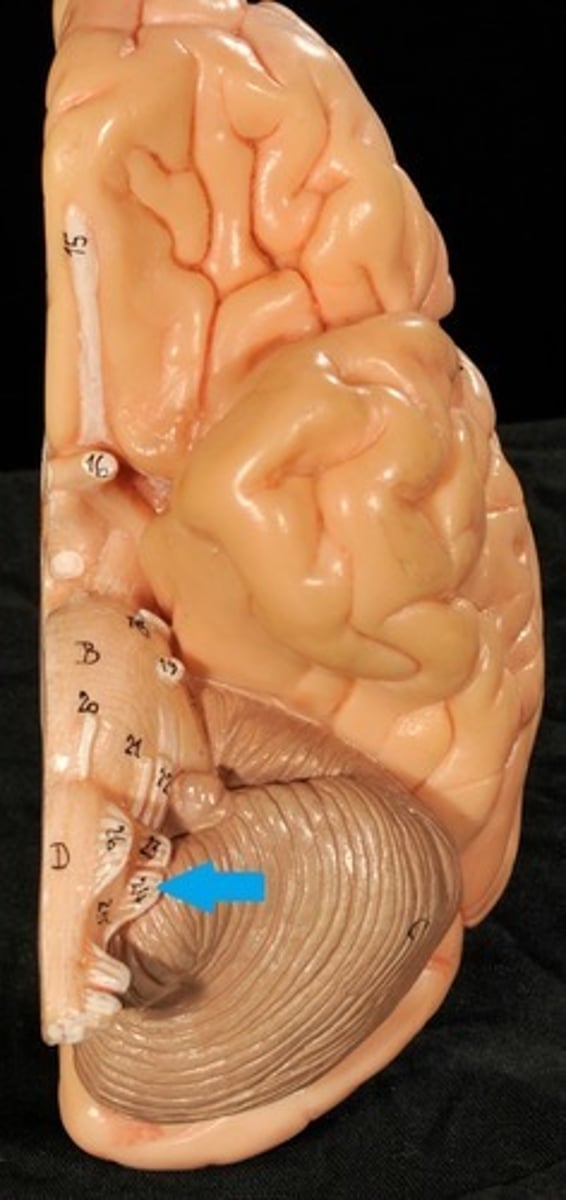 <p>mixed sensory &amp; motor:</p><p>From medulla to pharynx, larynx, and abdominal and thoracic viscera,</p><p>ANS controlled nerve</p>
