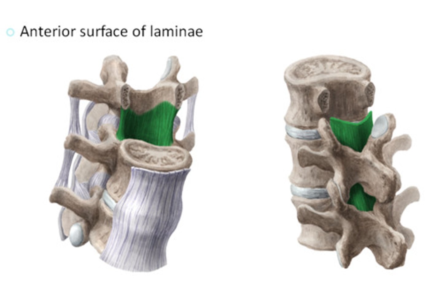 <p>Location; Along the medial aspect of the laminae of the vertebrae</p><p>Start/Stop; C2 to L5</p>