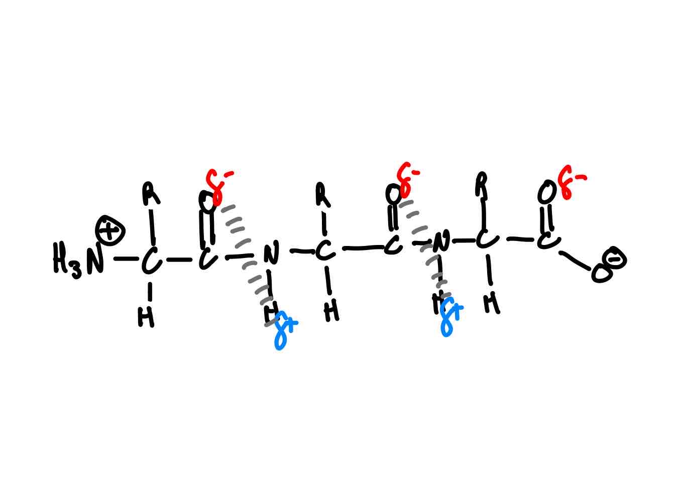 <p>Hydrogen bonding. (Shown in picture)</p>