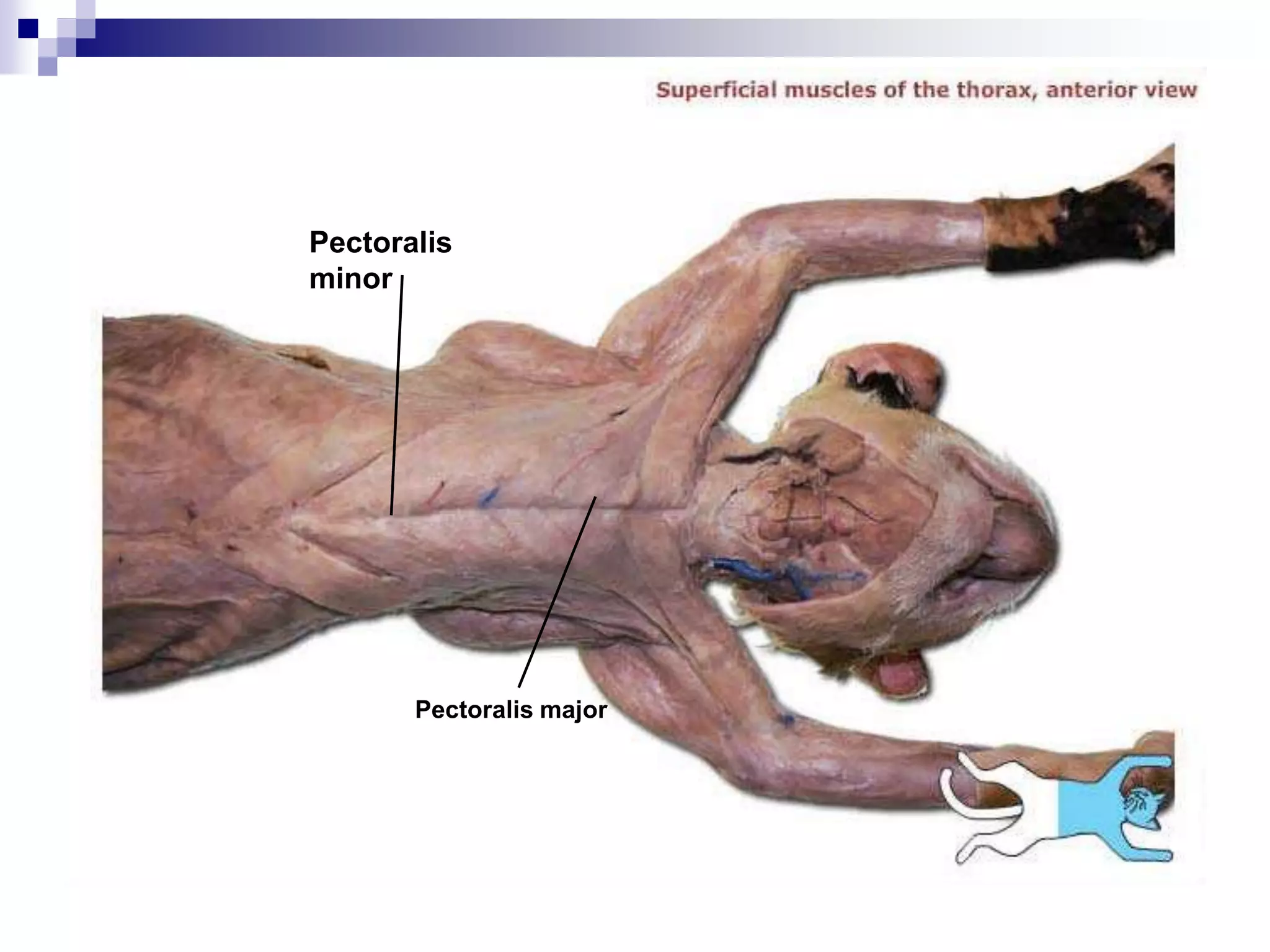 Pectoralis major Function
