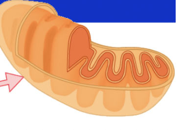 What is the Mitochondria