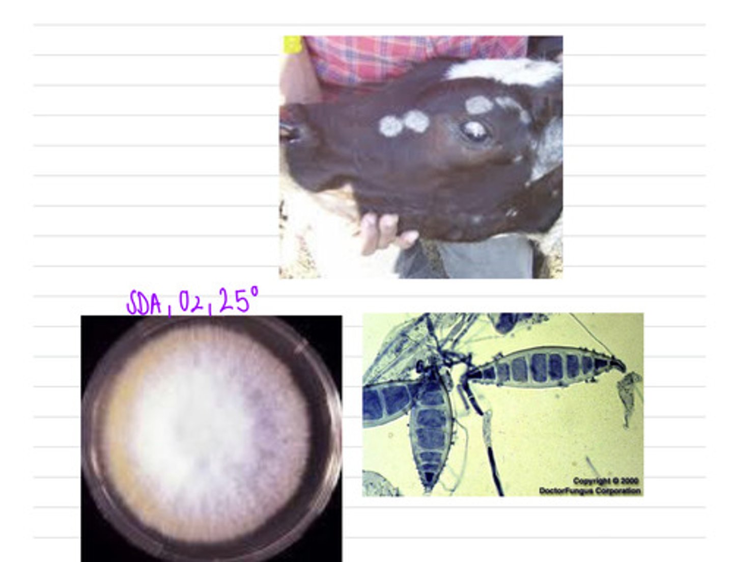 <p>this cow is showing these cutaneous lesions on its face. after we take a sample, we grow the cells on SDA at 25 and also look under a microscope and see these results.</p><p>what sample should we take?</p><p>what is the diagnosis?</p>