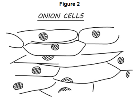 <p>Figure 2 shows a student’s drawing of onion cells.<br>Give two ways the student could improve the drawing in Figure 2.</p>