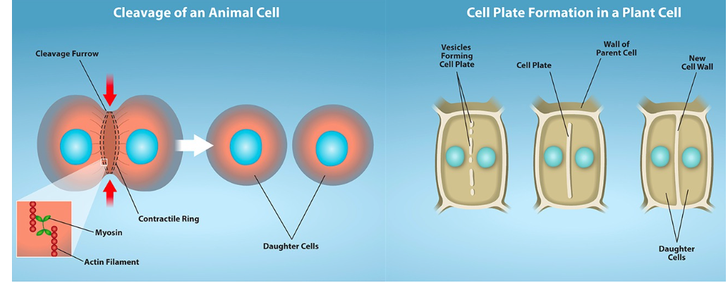 <ul><li><p>Animals cells: a cleavage furrow separates the daughter cells</p></li><li><p>Plant cells: a cell plate separates the daughter cell</p></li></ul><p></p><p></p>