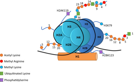 <p>A type of conjugated protein where one or more protein molecules are combined with nucleic acid (RNA)</p>