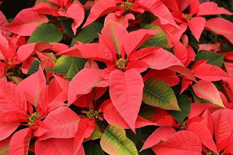 <p>Poinsettia</p>