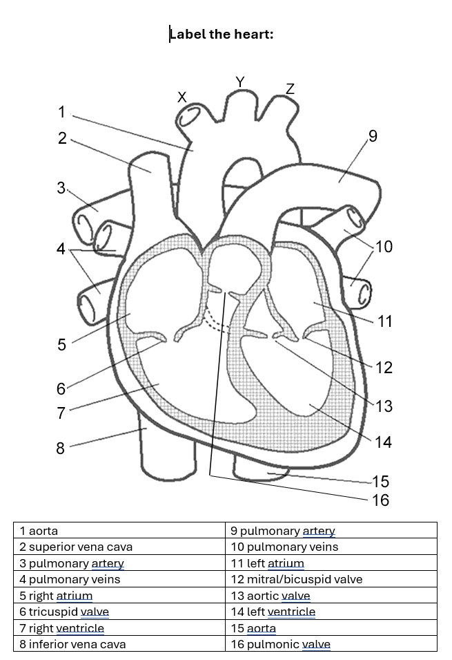 <p><span style="color: #3f6bfb">superior vena cava - vein that brings deoxygenated blood from upper body to right atrium</span></p><p><span style="color: #3f6bfb">inferior vena cava - vein that </span><span style="color: rgb(63, 107, 251)">brings deoxygenated blood from lower body to right atrium</span></p><p><span style="color: #3f6bfb">right atrium - recieves </span><span style="color: rgb(63, 107, 251)">deoxygenated blood from veins and pushes into right ventricle</span></p><p><span style="color: #3f6bfb">tricuspid valve - valve between right atrium and right ventricle</span></p><p><span style="color: #3f6bfb">right ventricle - </span><span style="color: rgb(63, 107, 251)">recieves deoxygenated blood from atrium and pushes into pulmonary artery</span></p><p><span style="color: #3f6bfb">pulmonic valve - valve between right ventricle and pulmonary artery</span></p><p><span style="color: #3f6bfb">pulmonary artery - brings deoxygenated blood from right ventricle to lungs (there’s two because they need to go to each lung)</span></p><p><span style="color: #f52222"><em>blood gets oxygenated and loses carbon dioxide in lungs</em></span></p><p><span style="color: #f52222">pulmonary veins - receives oxygenated blood from lungs </span><span style="color: #f52222">(there’s two because they come from each lung)</span></p><p><span style="color: #f52222">bicuspid/mitral valve - </span></p><p><span style="color: #f52222">left ventricle - </span></p><p><span style="color: #f52222">aortic valve - </span></p><p><span style="color: #f52222">aorta - </span></p>