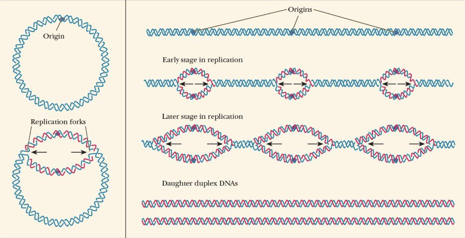 <p>points where new polynucleotides are formed</p><ul><li><p>usually 2 bc DNA replication is bidirectional in <strong>most</strong> organisms</p></li></ul><p></p>