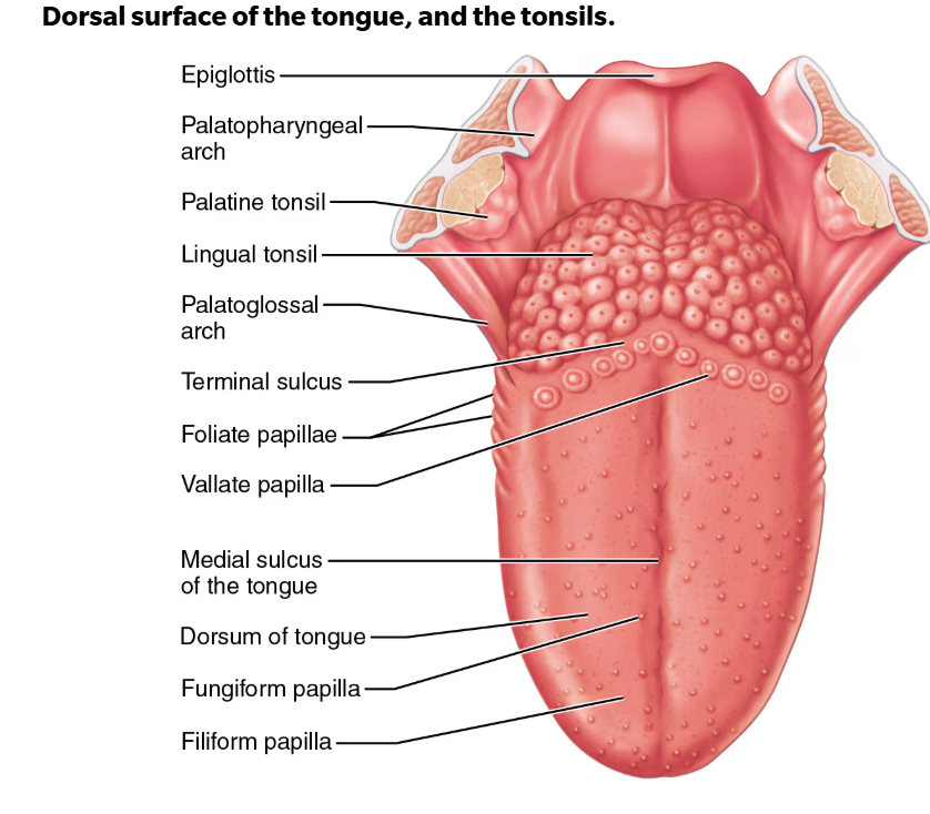 <p>Terminal sulcus marks division between </p><ul><li><p>Body: anterior 2/3 residing in the oral cavity </p></li><li><p>Root: posterior third residing in oropharynx </p></li></ul><p>Surface papillae (projections of lamina propria covered with epithelium):</p><p>1. Foliate—on the lateral aspects of the posterior tongue</p><p>2. Vallate—V-shaped row in back of tongue</p><p>3. Filiform—whitish, give the tongue roughness and provide friction</p><p>4. Fungiform—reddish, scattered over the</p><p>tongue </p><p>*Vallate, foliate and fungiform papilla contain taste buds involved in detecting the elements of taste perception</p><ul><li><p>taste qualities are found in all areas of the tongue, some regions are more sensitive than others</p></li></ul><p></p>