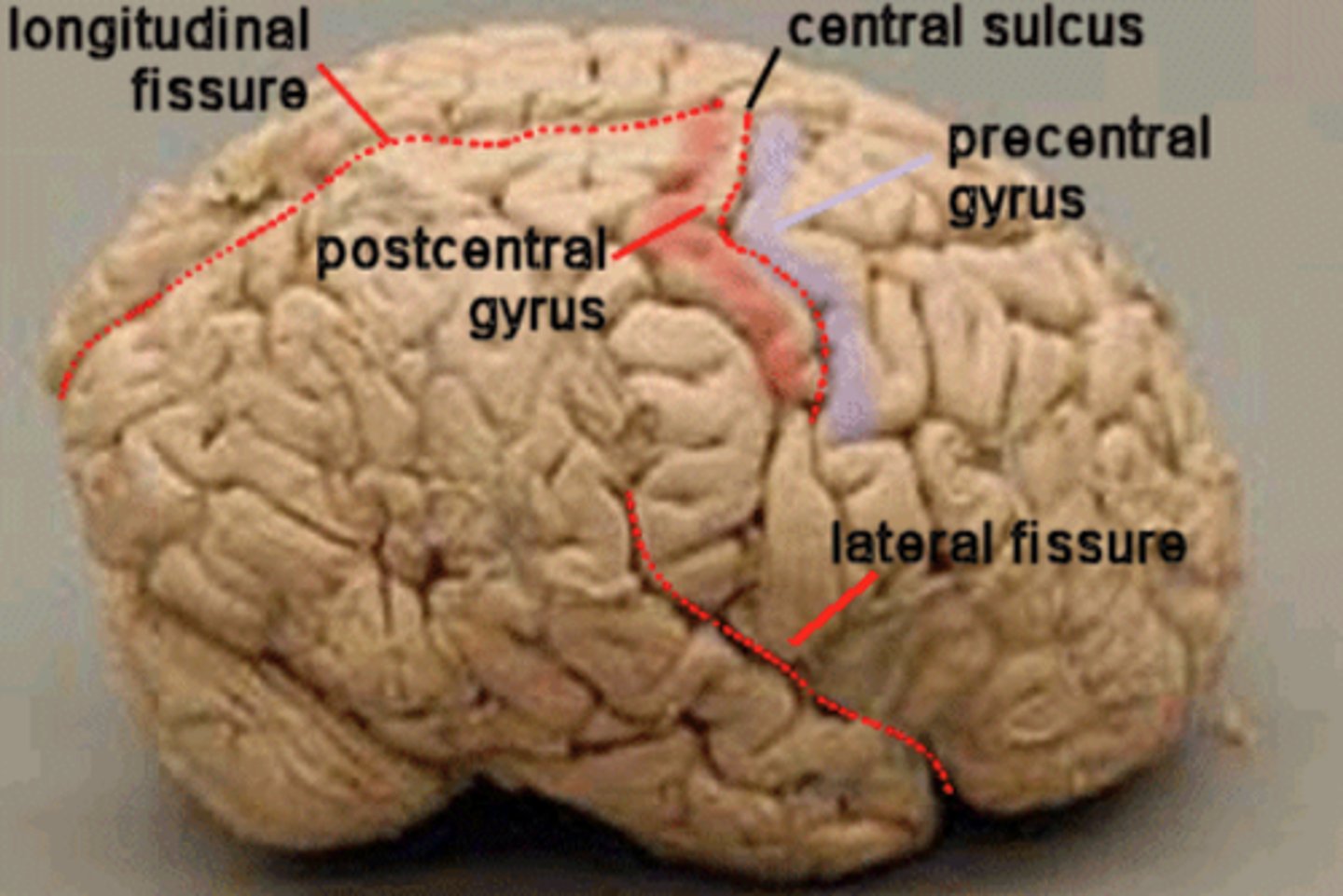 <p>Deep grooves,</p><p>Divide the cerebrum into different regions of the brain</p>