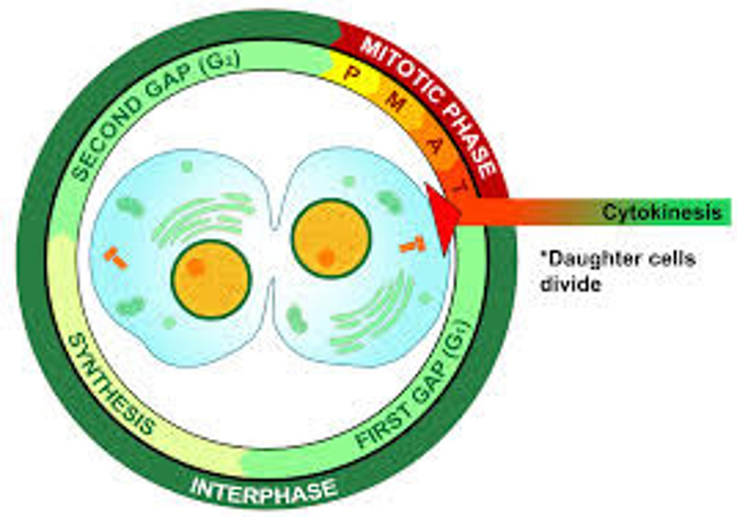 <p>The final phase of a cell cycle resulting in the division of the cytoplasm.</p>