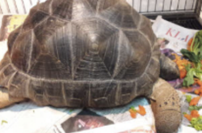 <p>turtles and tortoises (chelonians)</p>
