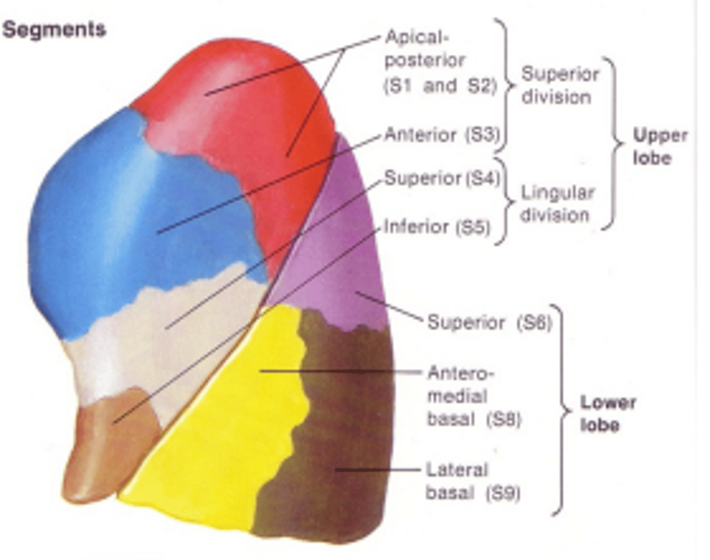 <p>Has apical, posterior, anterior , superior lingular &amp; inferior lingular segments.</p>