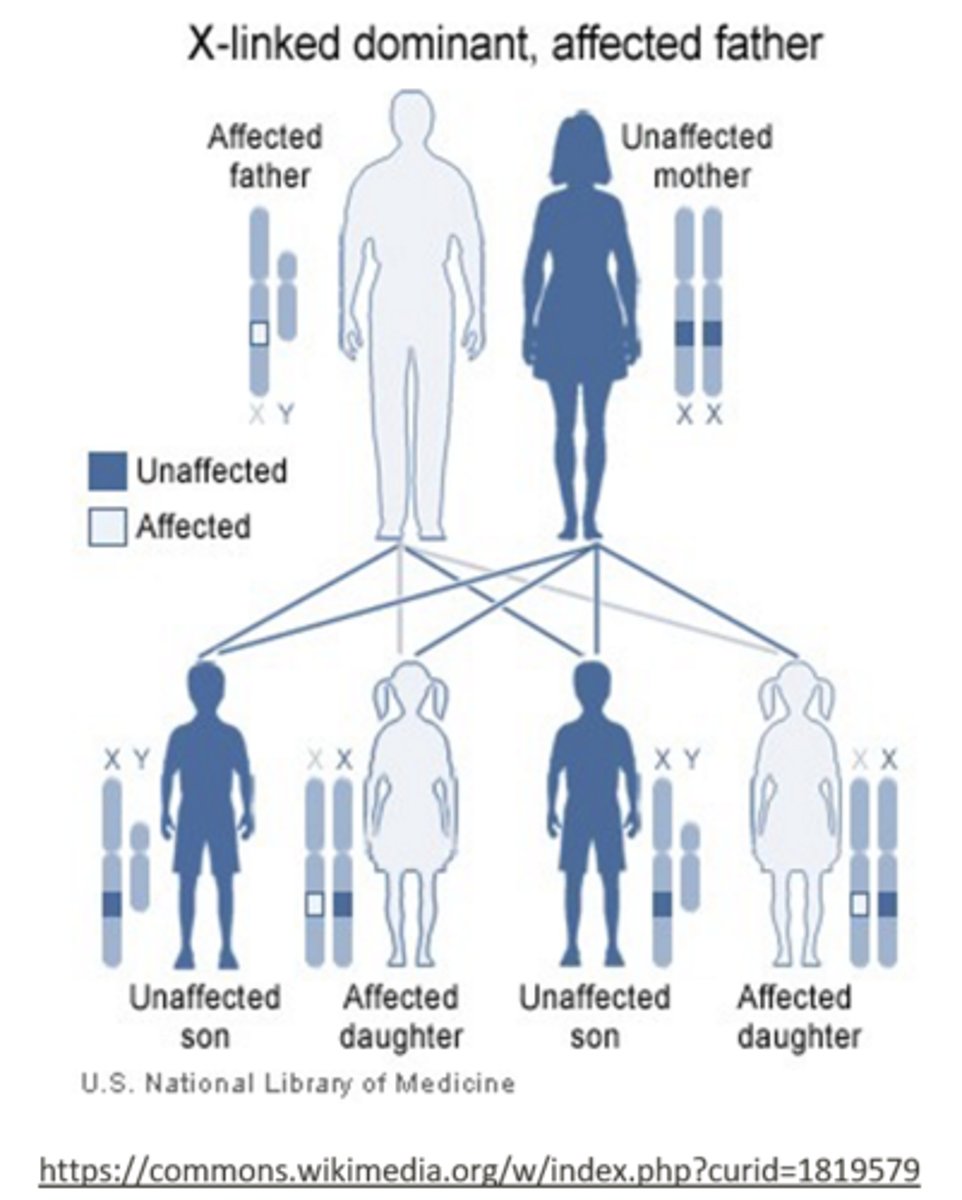 <p>father; son</p><p>(fathers must pass the Y chromosome to their son)</p>