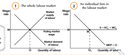 <p>wages determind by demand and supply</p>