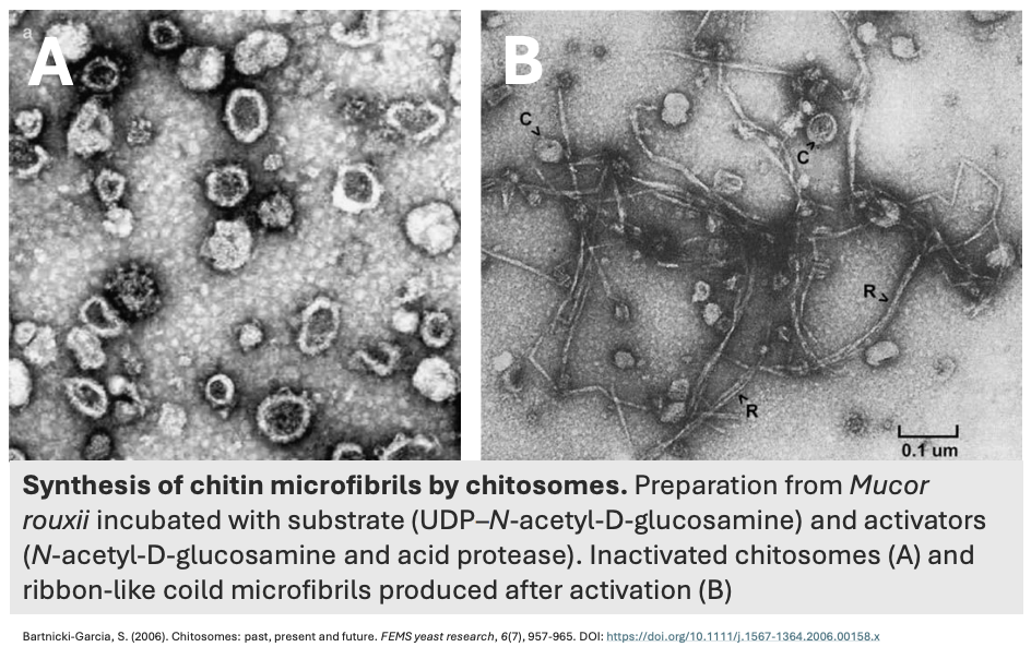 <p>_ causes a coiled microfibril (R = fibroid) to appear in the chitosome</p>