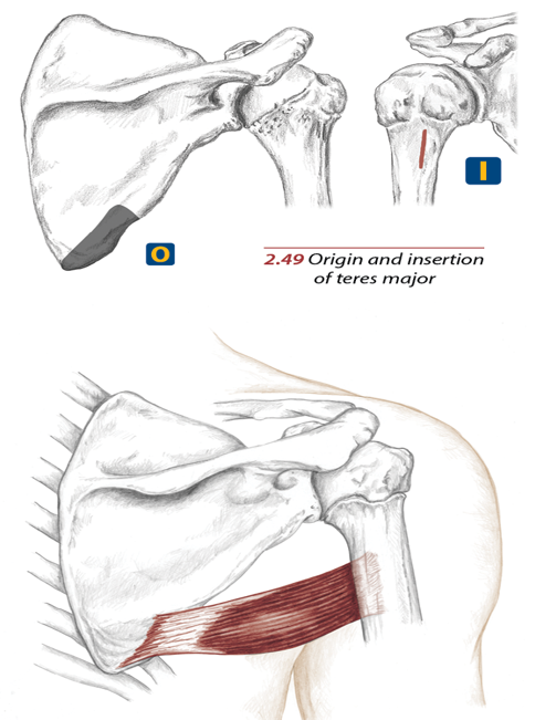 <p>Crest of the lesser tubercle of the humerus</p>
