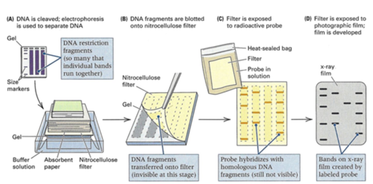 <p>combines the use of restriction enzymes, electrophoresis, and DNA probes to generate, separate, and detect pieces of DNA</p><p>① DNA is extracted from a patient's WBCs</p><p>② DNA is cleaved into fragments using restriction enzymes</p><p>③ the fragments are separated by size using agarose DNA gel electrophoresis, then blotted onto a nitrocellulose membrane for analysis</p><p>④ hybridize the membrane using a radioactive probe to detect the fragments</p>