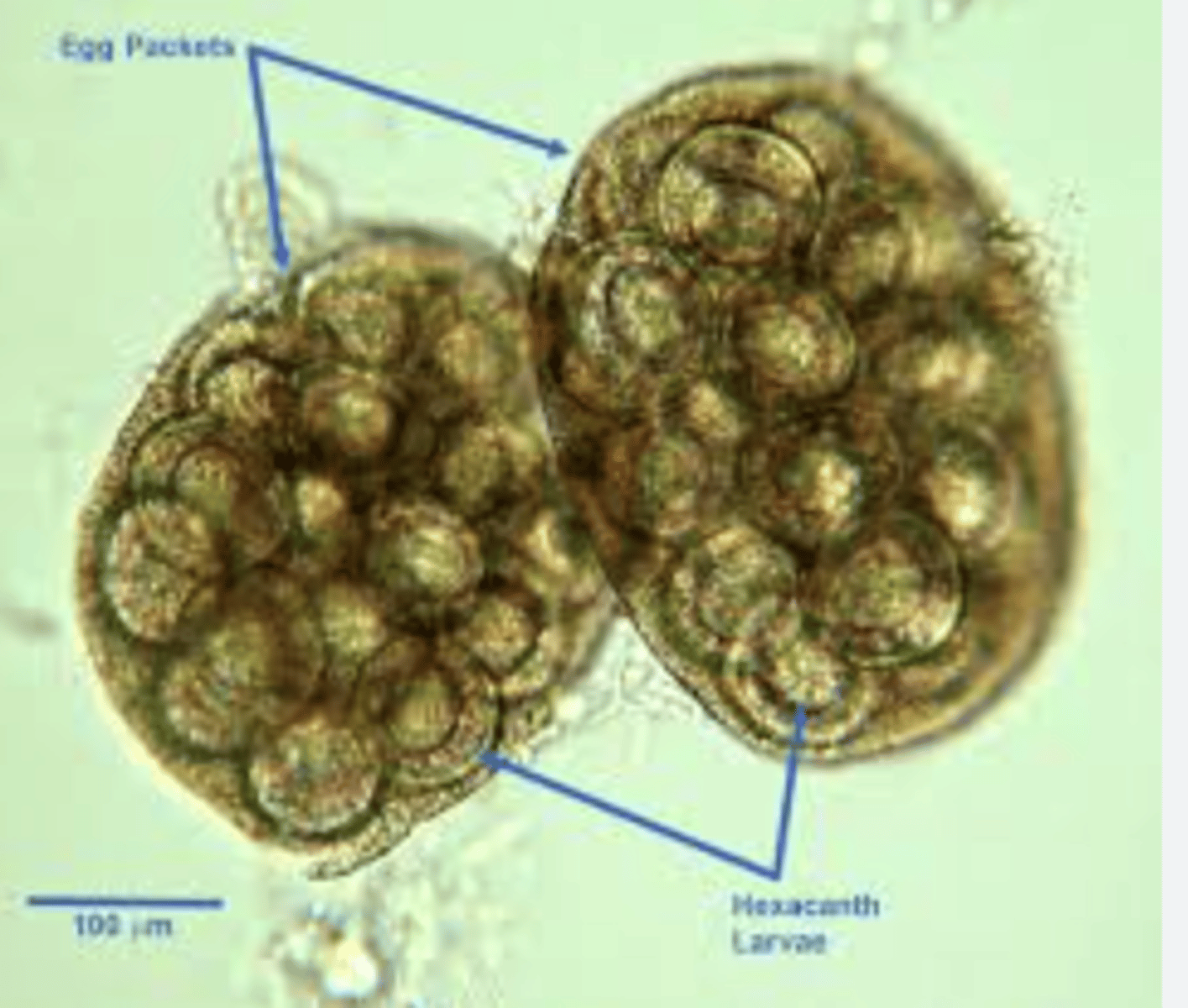 <p>identify this image</p>