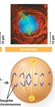 <p>Anaphase</p>