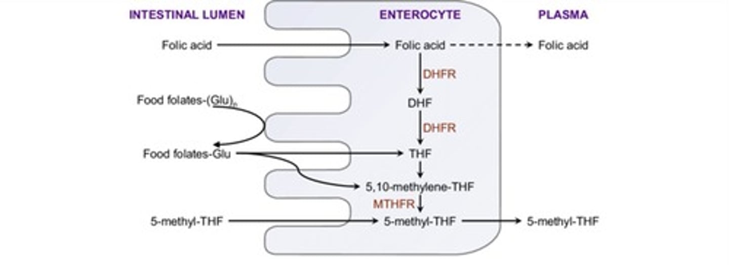 <p>Heme iron is absorbed into enterocytes with the help of HCP1 and is stored as ferritin or transported into circulation via ferroportin.</p>