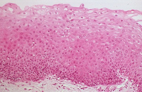 <p>Name the tissue</p>