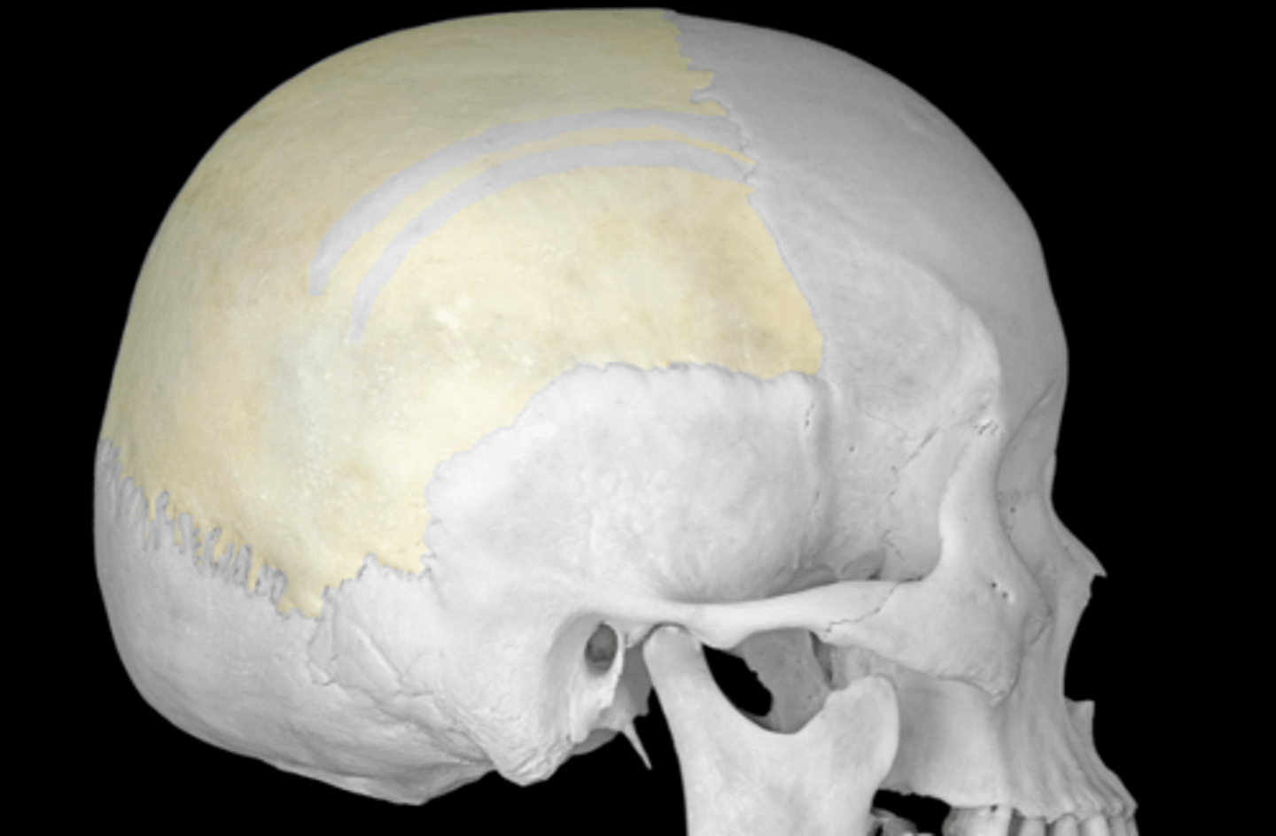 <p>superior and lateral surfaces</p>