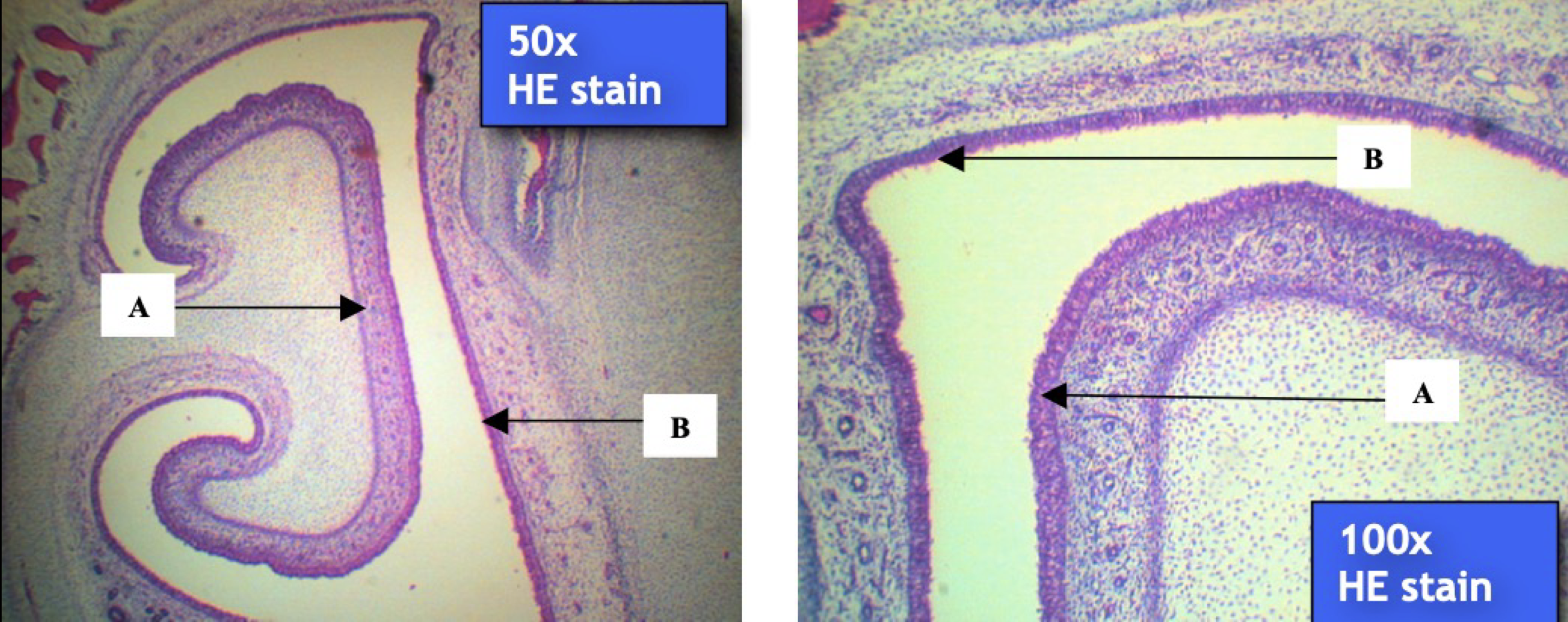 <p>Identify the structures</p>
