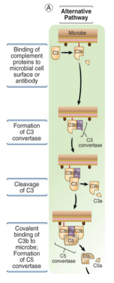 <p>C3 spontaneously hydrolyses to from C3a &amp; C3b</p><ul><li><p>C3b then forms a C3 convertase</p></li><li><p>triggers rest of pathway</p></li></ul><p></p><p>this is non-specific with no specific recognition event</p>