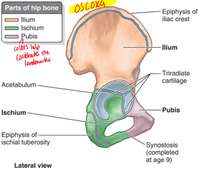 <p>“Os Coxa”, which can consist of the ilium, Ischium, and Pubis.</p>
