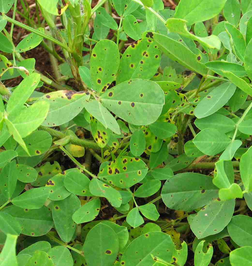<p>Peanut Leaf spot</p><p>Symptoms:</p><p>• dark brown to black spots on leaves.</p><p>• usually with yellow halo.</p><p>Descriptions:</p><p>• conidiophores are in fascicle (in group) and brown and septated.</p><p>• conidia are elongated, smooth, multiseptated, and hyaline.</p>