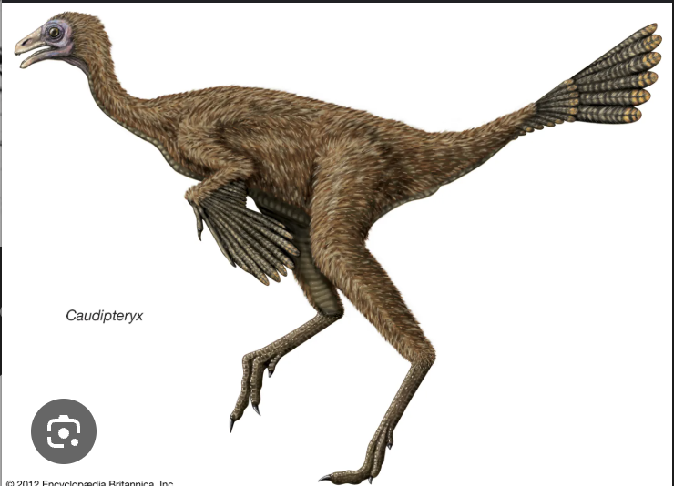 <p>oviraptorosaurs </p>