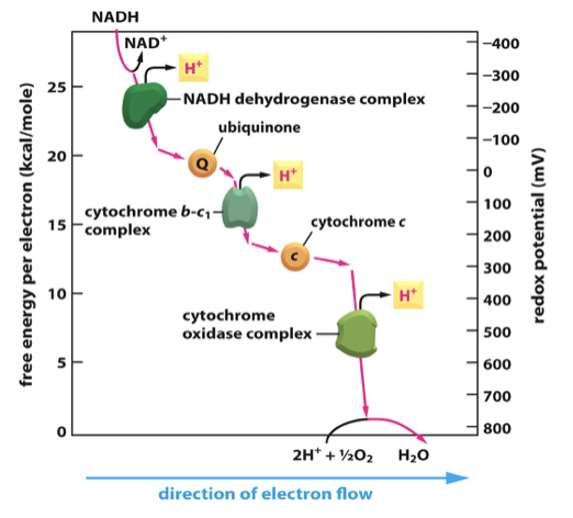 <ul><li><p class="Paragraph SCXO72376660 BCX4" style="text-align: left;"><span style="background-color: inherit; line-height: 19.55px; color: windowtext;"><span>By a series of oxidation, reduction reactions</span></span><span style="line-height: 19.55px; color: windowtext;"><span> </span></span></p></li><li><p class="Paragraph SCXO72376660 BCX4" style="text-align: left;"><span style="background-color: inherit; line-height: 19.55px; color: windowtext;"><span>As one reactant is oxidised (loses electrons), another is reduced (gains electrons)</span></span><span style="line-height: 19.55px; color: windowtext;"><span> </span></span></p></li><li><p class="Paragraph SCXO72376660 BCX4" style="text-align: left;"><span style="background-color: inherit; line-height: 19.55px;"><span>Reducing agents ranked according to electron transfer potential</span></span><span style="line-height: 19.55px;"><span> </span></span></p></li><li><p class="Paragraph SCXO72376660 BCX4" style="text-align: left;"><span style="background-color: inherit; line-height: 19.55px;"><span>NADH has high electron transfer potential (-ve value)</span></span><span style="line-height: 19.55px;"><span> </span></span></p></li><li><p class="Paragraph SCXO72376660 BCX4" style="text-align: left;"><span style="background-color: inherit; line-height: 19.55px;"><span>H</span><sub><span>2</span></sub><span>O has low electron transfer potential (+ve value)</span></span><span style="line-height: 19.55px;"><span> </span></span></p></li><li><p class="Paragraph SCXO72376660 BCX4" style="text-align: left;"><span style="background-color: inherit; line-height: 19.55px;"><span>Standard redox potential E’</span><sub><span>0</span></sub><span> (measured in Volts)</span></span><span style="line-height: 19.55px;"><span> </span></span></p></li><li><p class="Paragraph SCXO72376660 BCX4" style="text-align: left;"><span style="background-color: inherit; line-height: 19.55px;"><span>ΔG</span><sub><span>0</span></sub><span>’ = -nFΔE’</span><sub><span>0</span></sub></span><span style="line-height: 19.55px;"><span> </span></span></p></li><li><p class="Paragraph SCXO72376660 BCX4" style="text-align: left;"><span style="background-color: inherit; line-height: 19.55px;"><span>Redox potential (electron affinity) increases along the mitochondrial electron transport chain</span></span><span style="line-height: 19.55px;"><span> </span></span></p><ul><li><p class="Paragraph SCXO72376660 BCX4" style="text-align: left;"><span style="background-color: inherit; line-height: 19.55px;"><span>Important as energy decreases down chain</span></span><span style="line-height: 19.55px;"><span> </span></span></p></li></ul></li></ul><p></p>