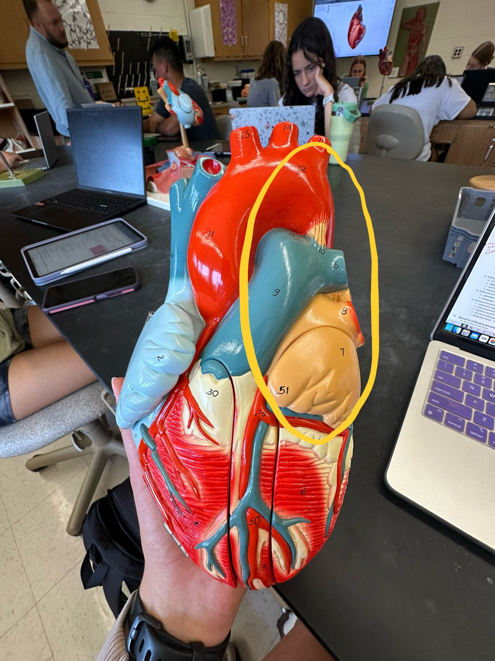 <p>whole section</p>