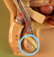 <p>Testis</p>