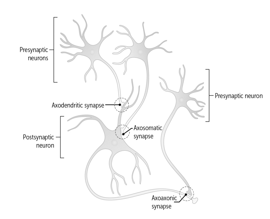 <p>1) Axodendritisch: axon → dendriet</p><p>2) Axosomatisch: axon → soma</p><p>3) Axoaxonaal: axon → axon</p>