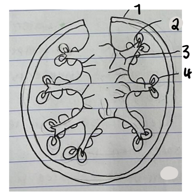 <p>Label this diagram of maram grass</p>