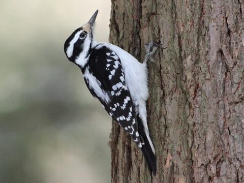 Piciformes - Picidae - Dryobates villosus