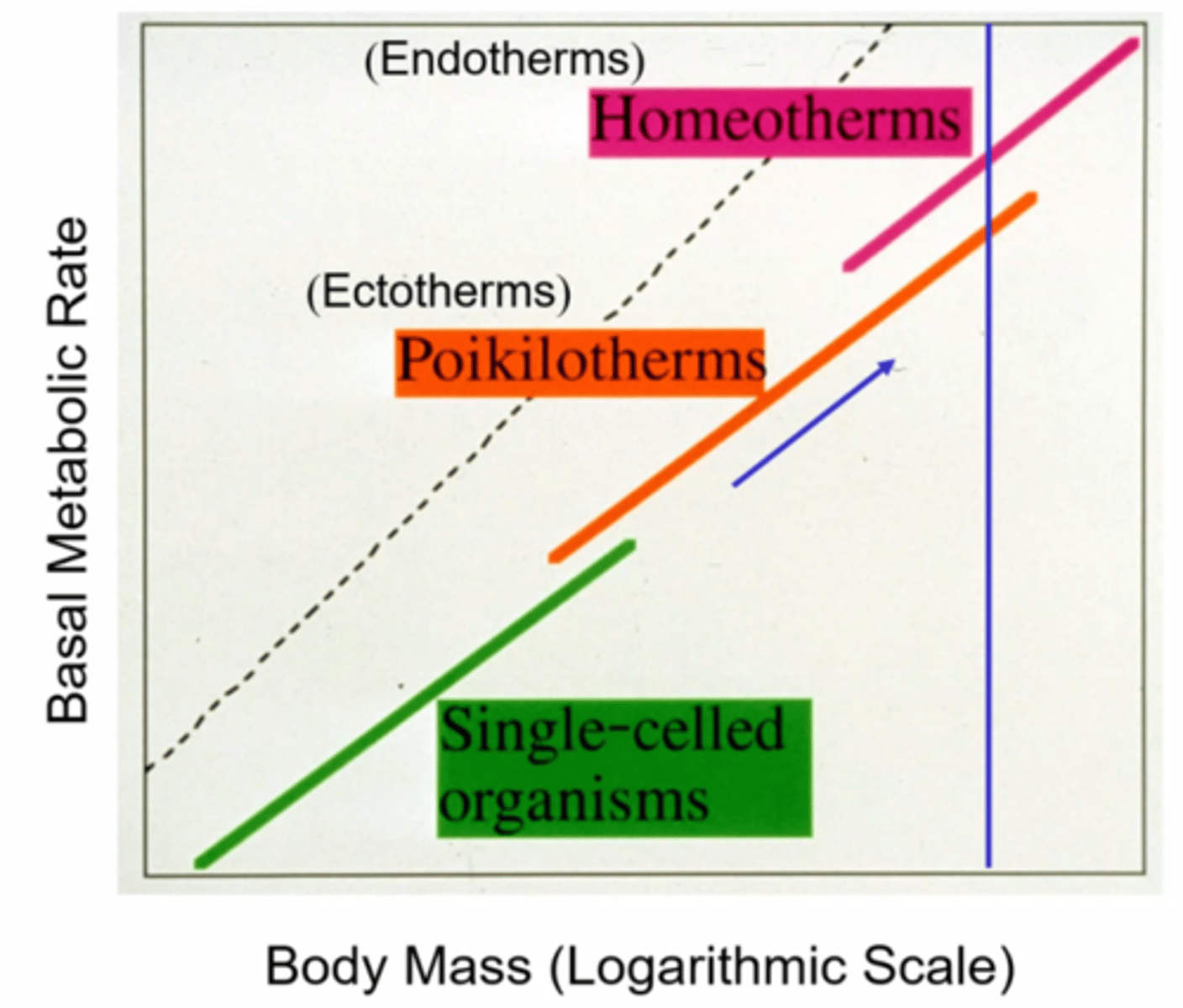 <p>Species with larger body masses tend to have higher BMRs and are often endotherms.</p>