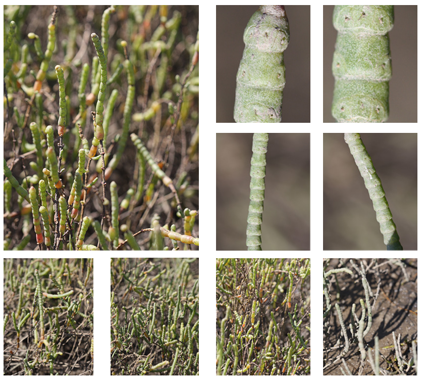 <p>Woody glasswort</p>