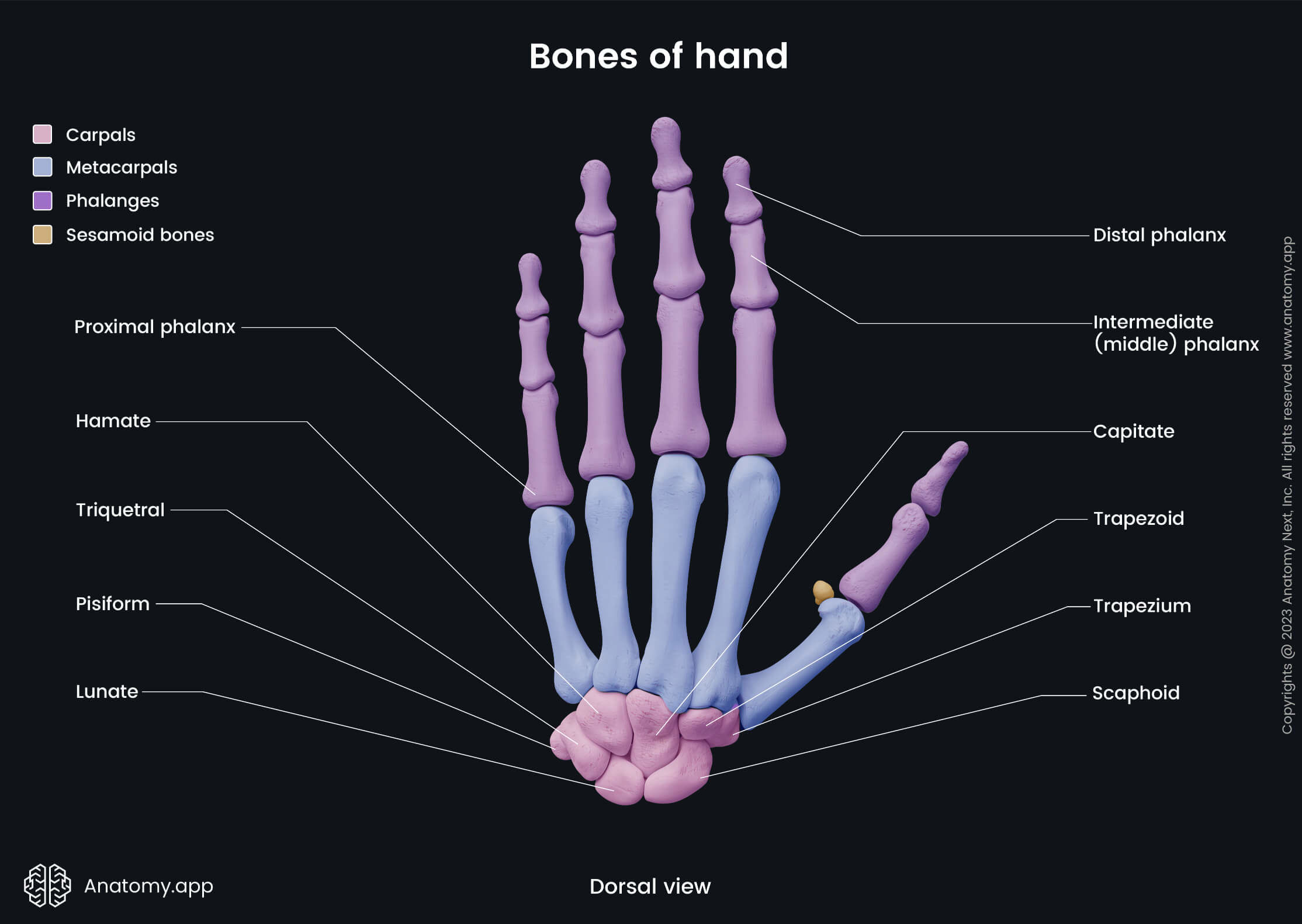 <p>extremity / tip / end</p>