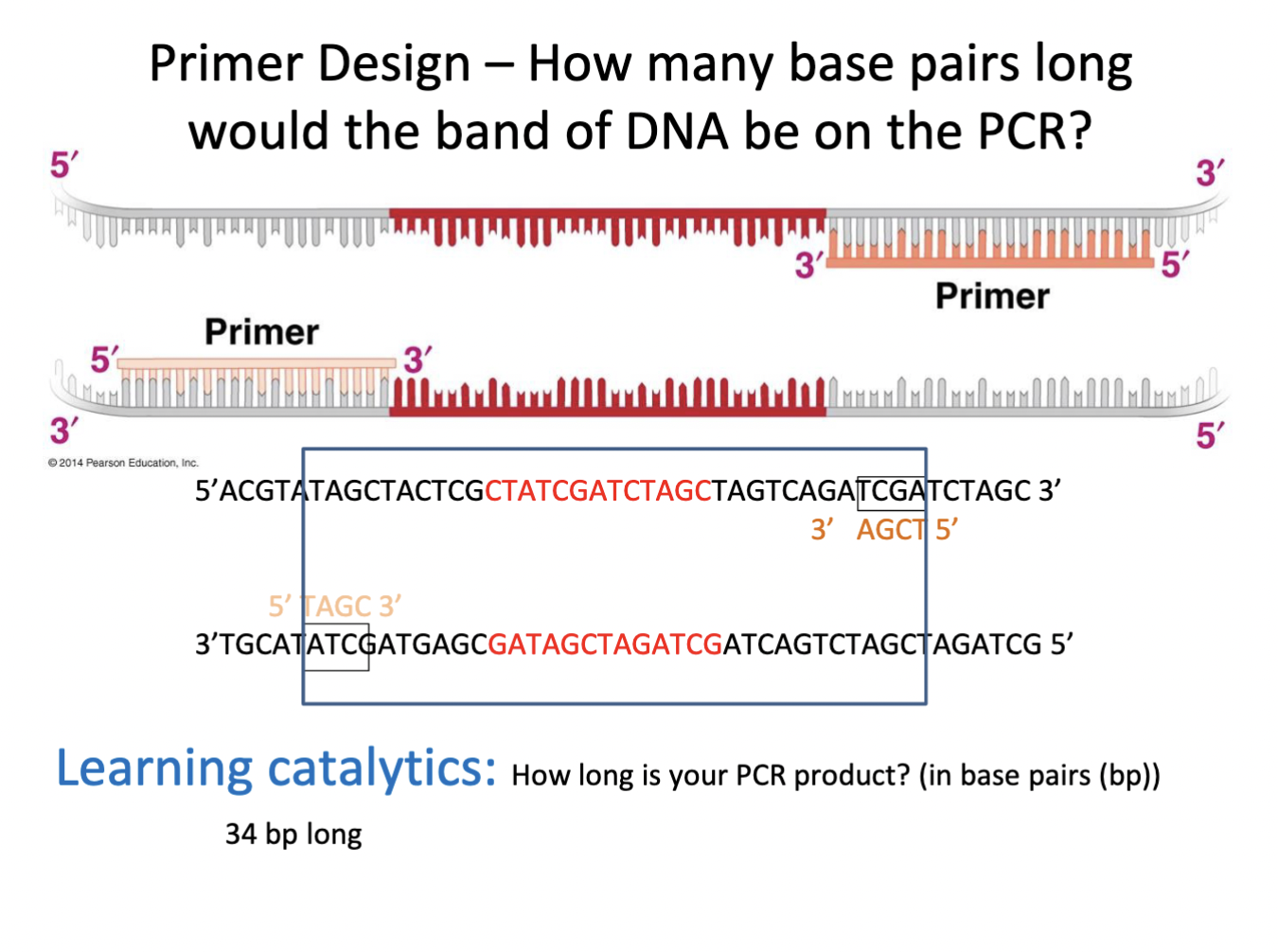 runs from primer to primer (see image example) 