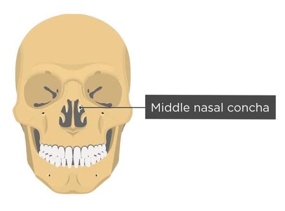 <p>a curved bony plate that projects into the nasal cavity and helps filter and warm inhaled air</p>