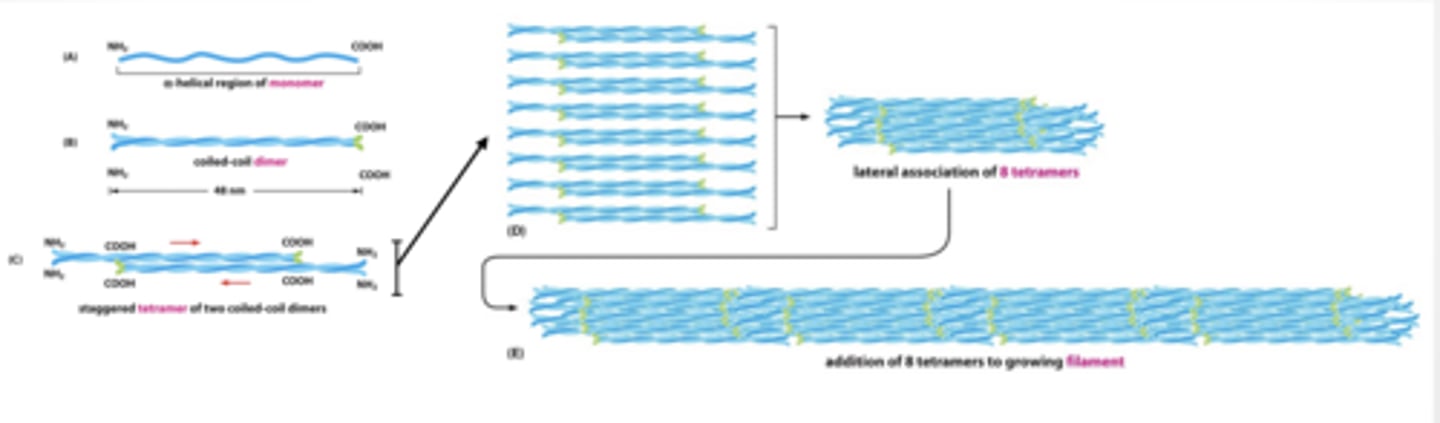 <p>INTERMEDIATE FILAMENTS FORM LONG ROPE LIKE STRANDS OF STACKED TWISTED PROTEIN</p><p>INTERMEDIATE FILAMENTS PROTECT FROM MECHANICAL STRESS Nucleus is surrounded and supported by the nuclear lamina </p><p>Intermediate filaments called lamin for lamina</p>