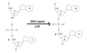 <p>what reaction does this figure display</p>