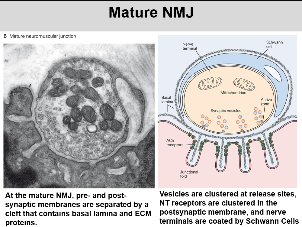 <p>Mitochondria are packed into the cells </p>