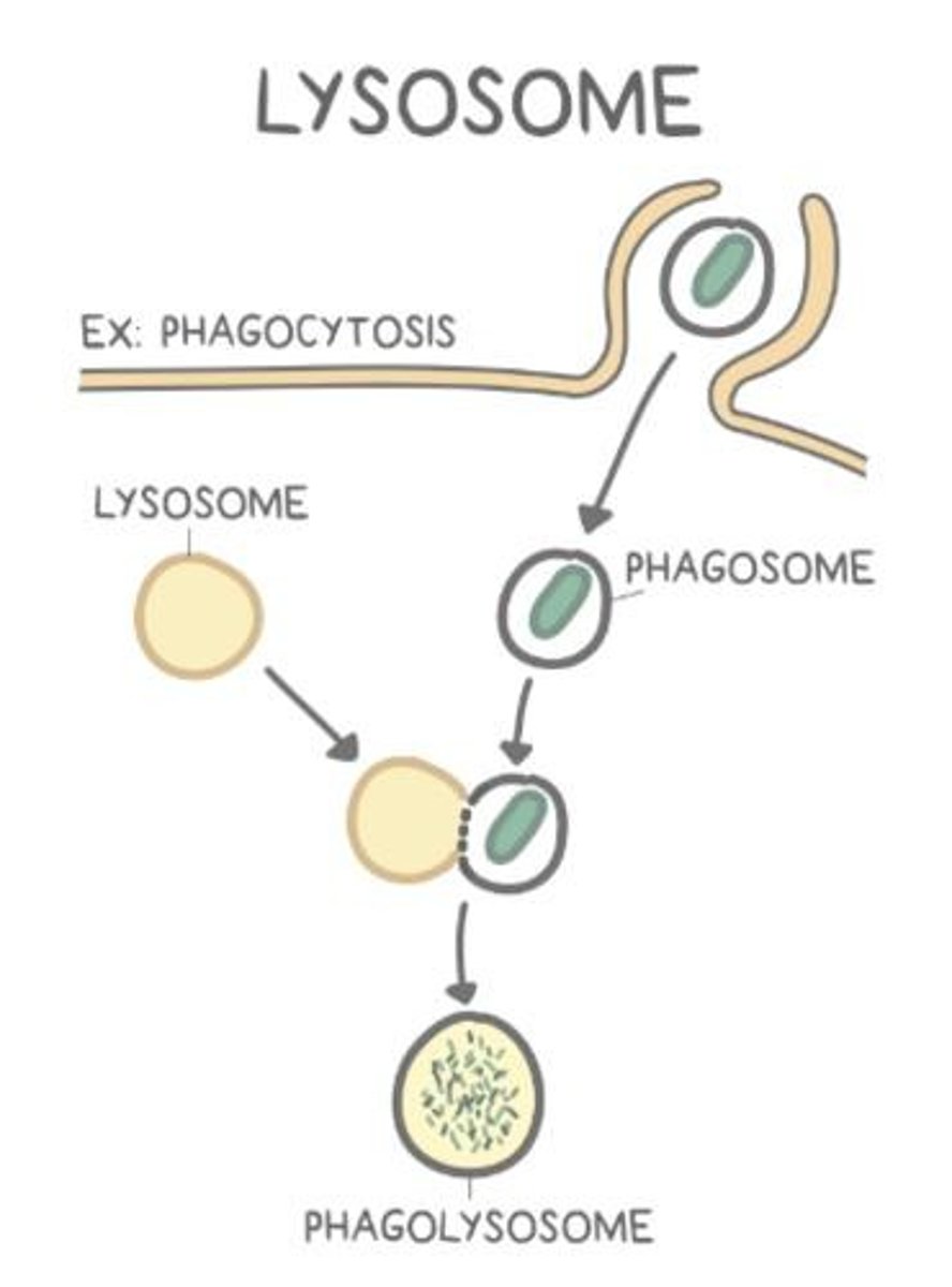 <p>Organelles that break down nutrients, bacteria, and cell debris.</p>