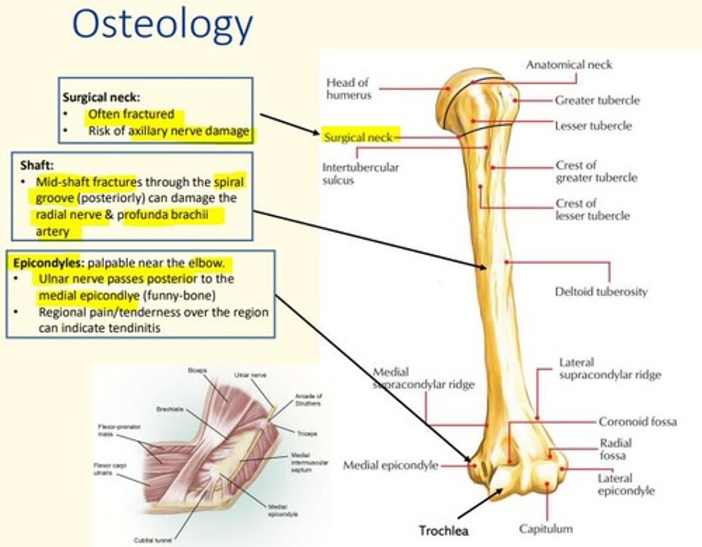 <p>Fracture </p><p>Risk of axillary nerve damage </p>